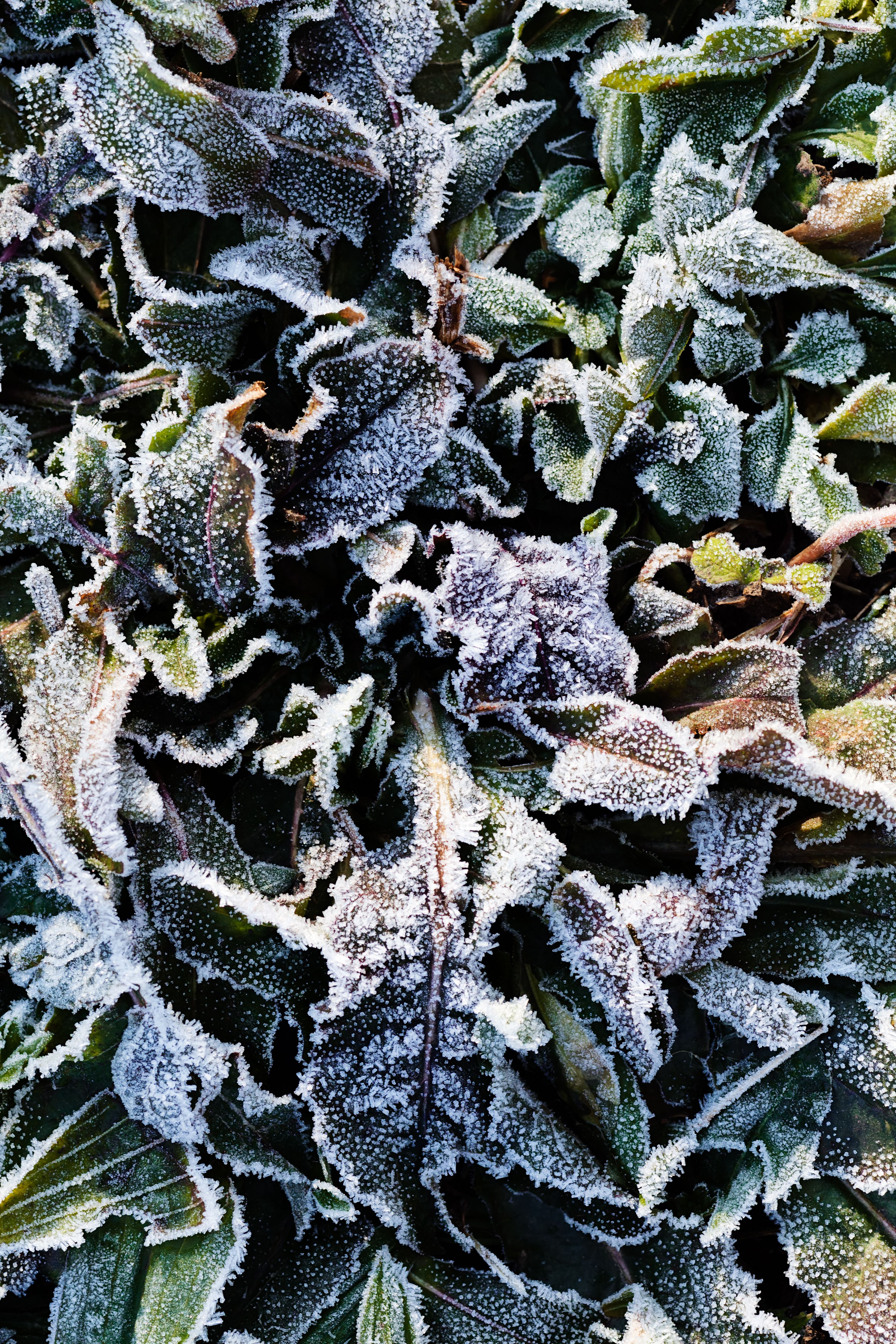 Frost, Fototapet, C-You Home