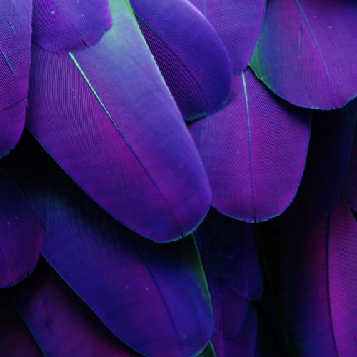 Purple Feather Veggbilde, Veggbilder, C-You Home