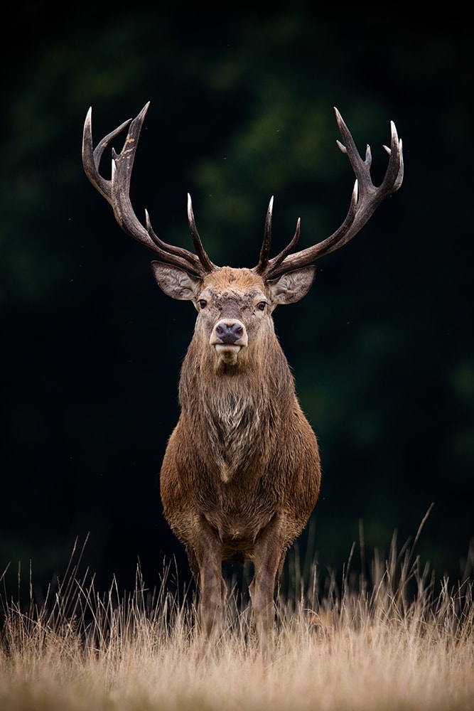 Interiør-Deer