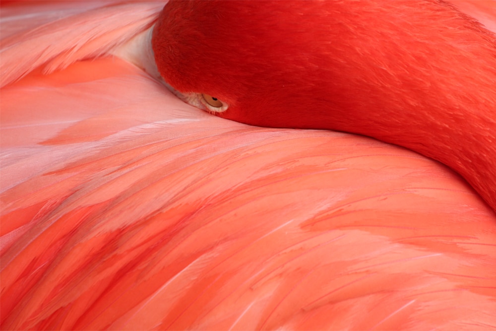 Flamingo, Veggbilder, C-You Home