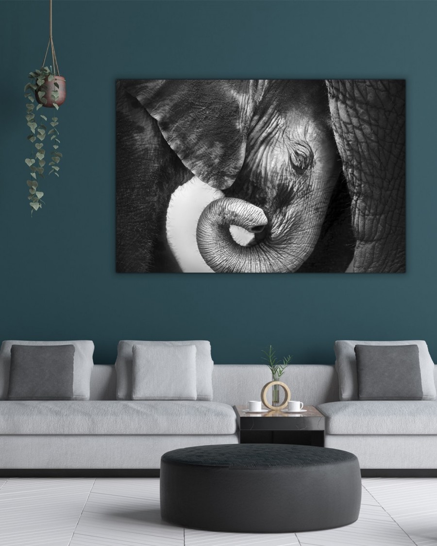 Baby Elephant, Veggbilder, C-You Home