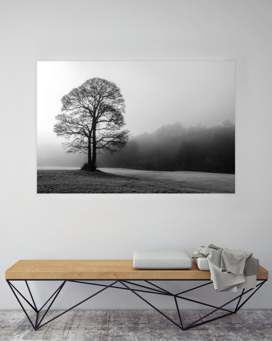 Tree in the mist, Veggbilder, C-You Home
