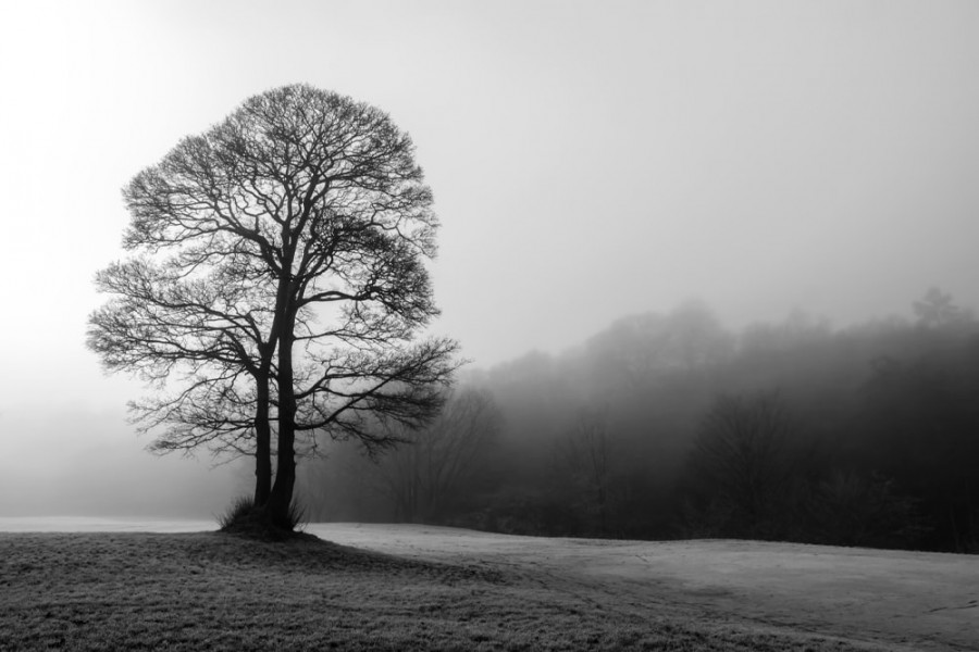 Tree in the mist, Veggbilder, C-You Home