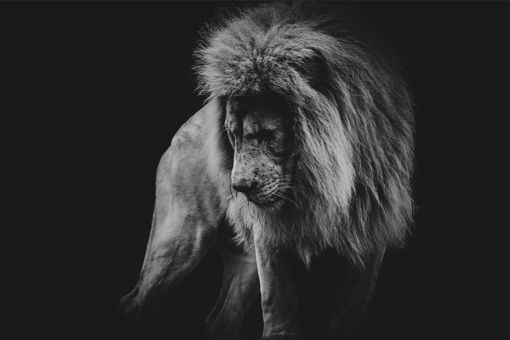Lion in black & white, Veggbilder, C-You Home