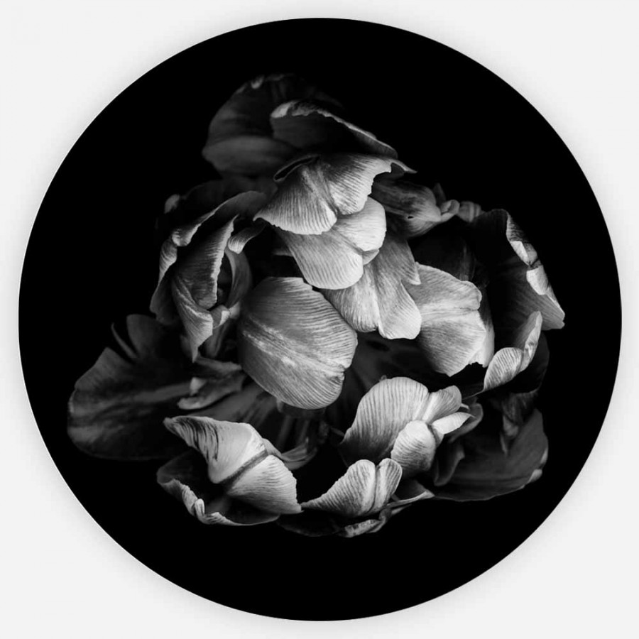 Black & white tulip, Veggbilder, C-You Home