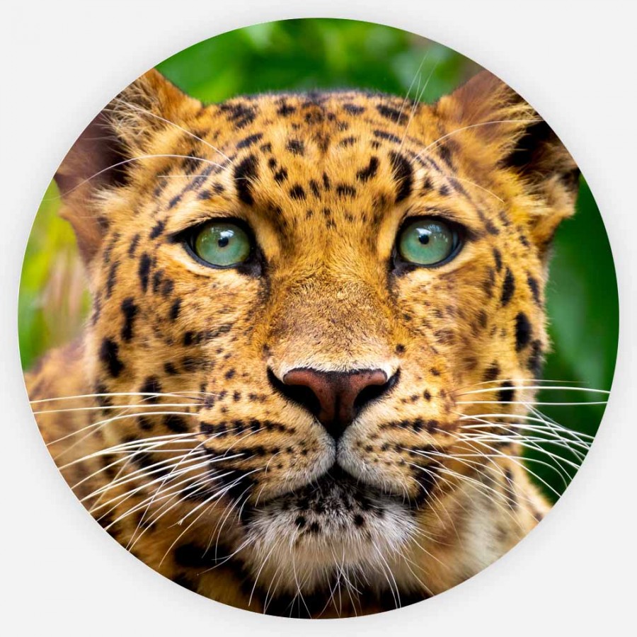Leopard, Veggbilder, C-You Home
