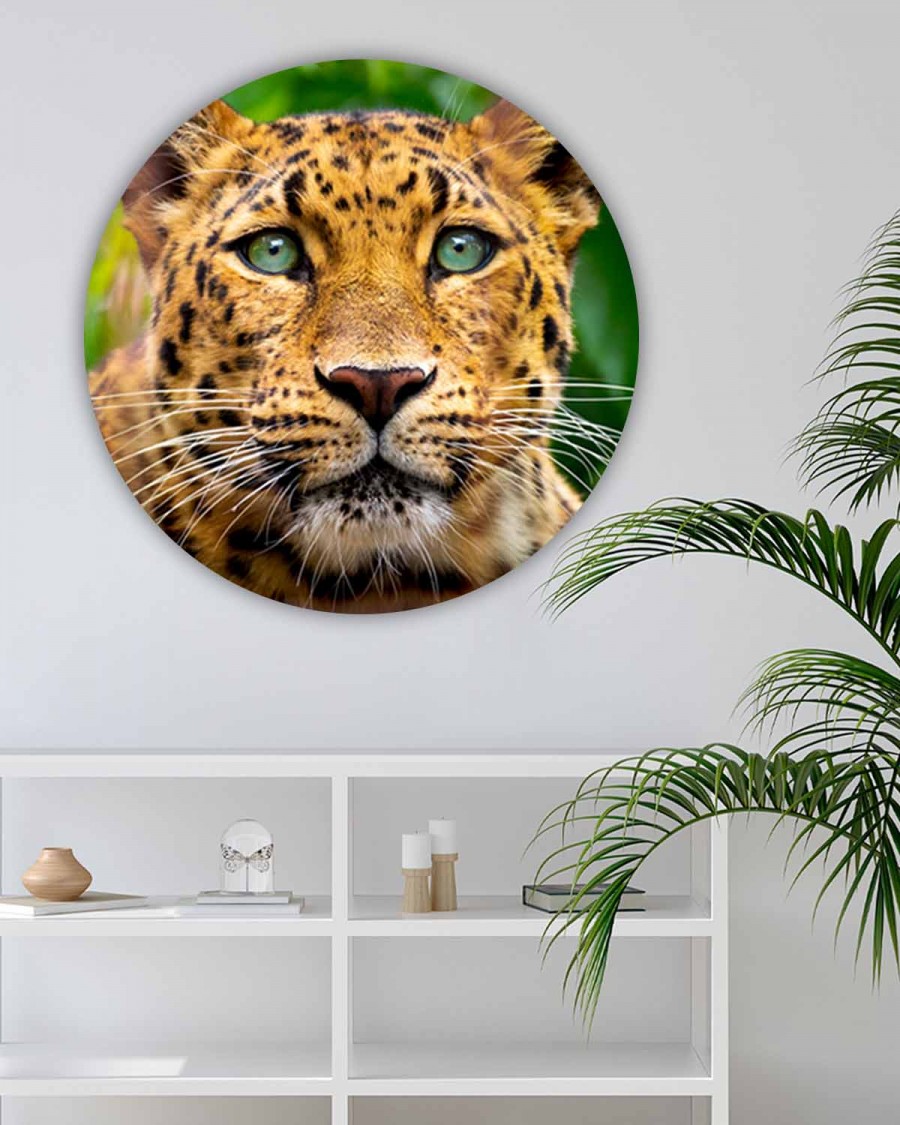 Leopard, Veggbilder, C-You Home