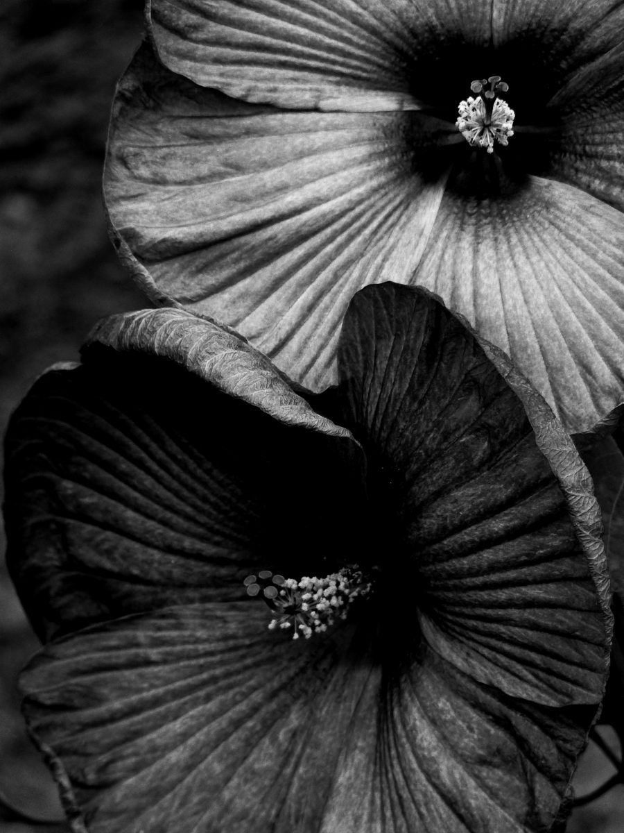 Flowers balck and white, Fototapet, C-You Home