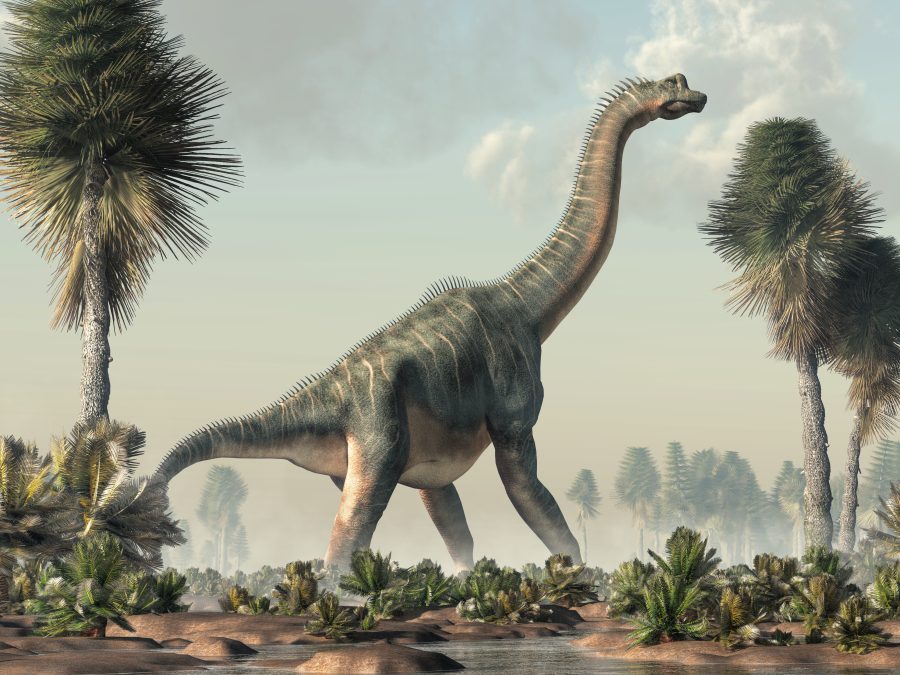 Diplodocus dinosaur (Kopi), Barnerom, C-You Home