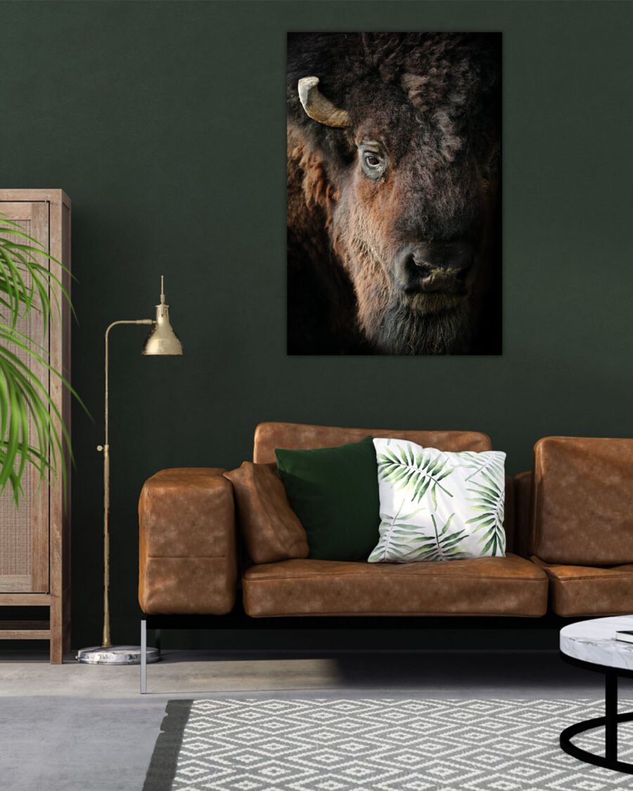 American bison Veggbilde, Veggbilder, C-You Home