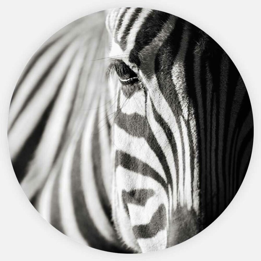 Zebra Veggbilde, Veggbilder, C-You Home