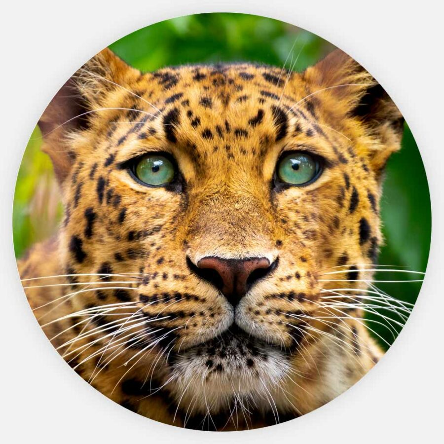 Leopard Veggbilde, Veggbilder, C-You Home